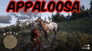 Wild Appaloosa location RDR2 [upl. by Amalburga841]