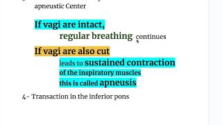 NEURAL TRANSECTIONS of the RESPIRATORY CENTER [upl. by Barbette]