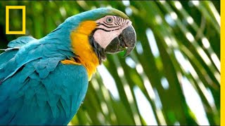 Why Are Wild Parrots Disappearing in Miami  Short Film Showcase [upl. by Vesta]