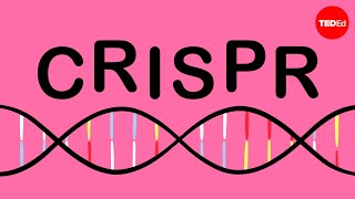 How CRISPR lets you edit DNA  Andrea M Henle [upl. by Allemac]