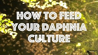 How To Feed Your Daphnia Culture [upl. by Iline156]