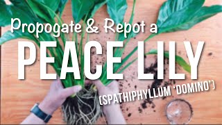 peace lily  How to Propagate  Repotting  Care Guide [upl. by Salis170]