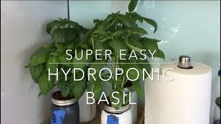 Hydroponic Basil Full Tutorial [upl. by Hulbard674]