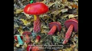 What are Fungi [upl. by Sixel]