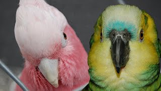 Galah Cockatoo vs Blue Fronted Amazon  My Pick [upl. by Ennovi]