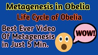 Metagenesis in CnidariaMetagenesis in ObeliaMetagenesis in ZoologyAlternation of generation [upl. by Hamford67]