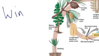 Gymnosperm Reproduction [upl. by Natiha356]