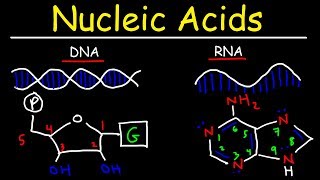 Nucleic Acids  RNA and DNA Structure  Biochemistry [upl. by Akinam]