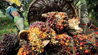 Sustainable Palm oil production [upl. by Bashemath]