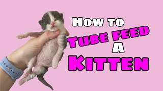 How to Tube Feed a Kitten [upl. by Hceicjow]