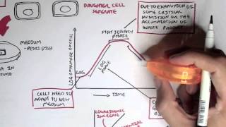 Microbiology  Bacteria Growth Reproduction Classification [upl. by Adniuqal]