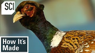 How Its Made Pheasant Breeding [upl. by Relyks]