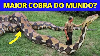 10 MAIORES COBRAS DO MUNDO Espécies de COBRAS GIGANTES [upl. by Naej]