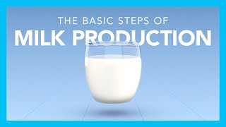 The basic steps of milk production [upl. by Ahsieat]