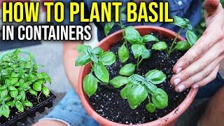 How to Plant Basil in Containers Grow FRESH Herbs at Home [upl. by Tihom468]