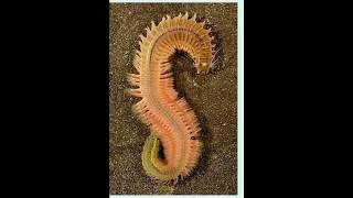 Polychaete Reproduction [upl. by Renba490]