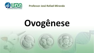 Ovogênese [upl. by Quentin]