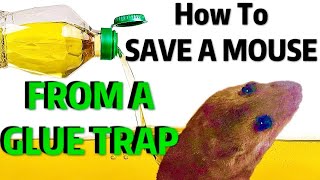 HOW TO REMOVE a MOUSE From GLUE TRAP  Humane amp FAST [upl. by Colan]