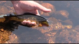 Fly Fishing Small Moorland Streams for Wild Brown Trout  The East Dart How to fish small streams [upl. by Jacintha]