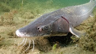 Saving the Sturgeon And we filmed them SPAWNING [upl. by Kiona]