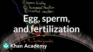 Egg sperm and fertilization  Behavior  MCAT  Khan Academy [upl. by Kliber615]