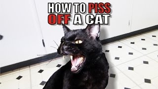 Talking Kitty Cat 50  How To Piss Off A Cat [upl. by Theo]