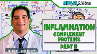 Immunology  Inflammation Complement Proteins Part 3 [upl. by Pattin]