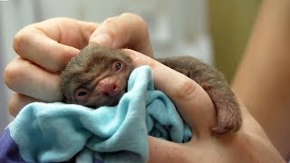 Worlds Cutest Baby Animals  BBC Earth [upl. by Alael567]