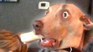 Funniest Dog Fail Compilation 2020  Funny Dog Videos  FailArmy [upl. by Scriven664]