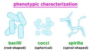 Taxonomy of Bacteria Identification and Classification [upl. by Llemrej627]