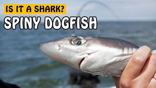 Spiny Dogfish  Fishing with Rod [upl. by Kabob]