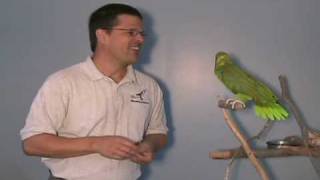 Moby the yellow naped Amazon parrot [upl. by Ettegroeg]