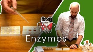 Enzymes  GCSE Science Required Practical [upl. by Emmery]