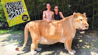 WORLDS LARGEST BIG CAT [upl. by Fredra237]