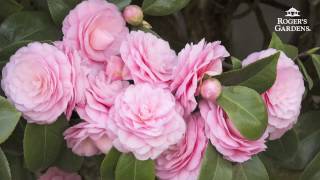 Gardening 101 Series  How to Plant amp Maintain a Camellia [upl. by Hausner442]