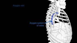 Intercostal veins [upl. by Rafaj]