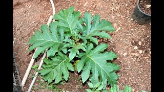 Dalla semina al raccolto Solanum Chrysotrichum [upl. by Bela]