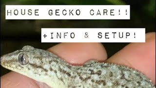 How to care for house geckos in captivitysetupfeedingect [upl. by Liamsi830]