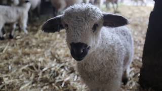 First Swiss Valais Blacknose Sheep in the USA [upl. by Otokam]