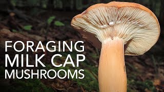 Foraging Milk Cap Mushrooms [upl. by Clementius]