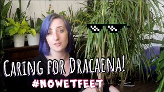 How to care for Dracaena  Dragon Tree  CARE GUIDE [upl. by Ellehcir]