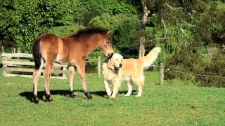 Documentary on Dartmoor Ponies [upl. by Achilles]