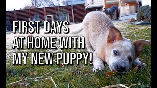 Red Heeler PUPPYs first few weeks at home  Bindi [upl. by Dusty]