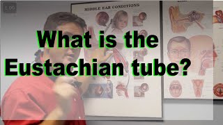 Eustachian Tube explained [upl. by Anneirb83]