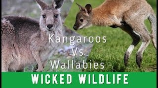 Kangaroos Vs Wallabies  Whats The Difference [upl. by Nosahc360]