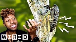 Bug Expert Explains Why Cicadas Are So Loud  WIRED [upl. by Einnaffit]