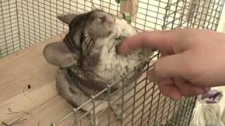 chinchilla massage [upl. by Nirrep]