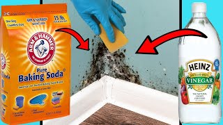 DIY MOULD REMOVER  8 Ways To Get Rid of Black Mold Naturally [upl. by Shaefer]