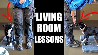 5 Puppy Training Exercises You Should Do EVERY DAY At Home  Living Room Lessons [upl. by Aronle]