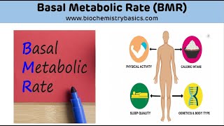 Basal Metabolic Rate BMR  Basal Metabolic Rate Biochemistry [upl. by Schreck]